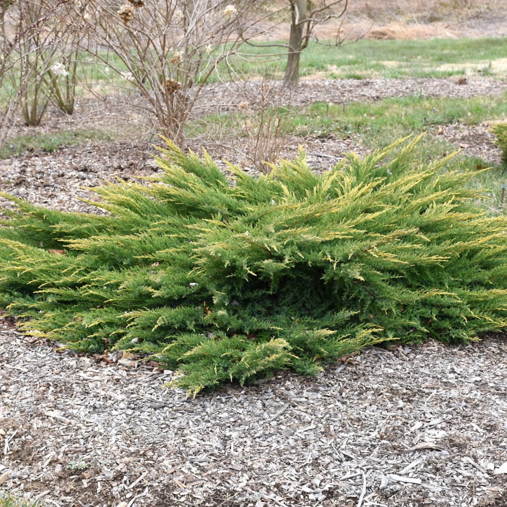 NetPS Plant Finder (www.netpsplantfinder.com)