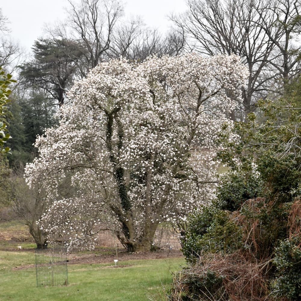 NetPS Plant Finder (www.netpsplantfinder.com)