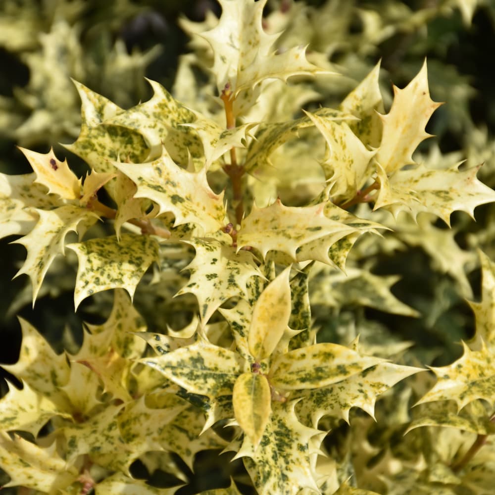 NetPS Plant Finder (www.netpsplantfinder.com)