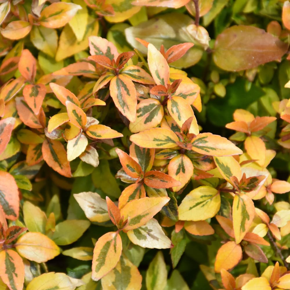 NetPS Plant Finder (www.netpsplantfinder.com)