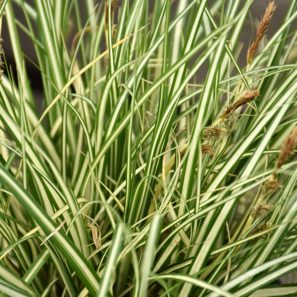 NetPS Plant Finder (www.netpsplantfinder.com)