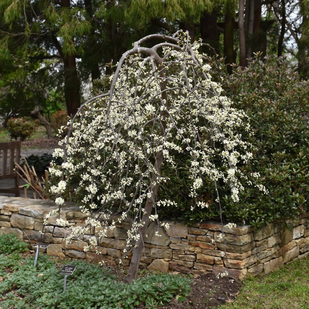 NetPS Plant Finder (www.netpsplantfinder.com)