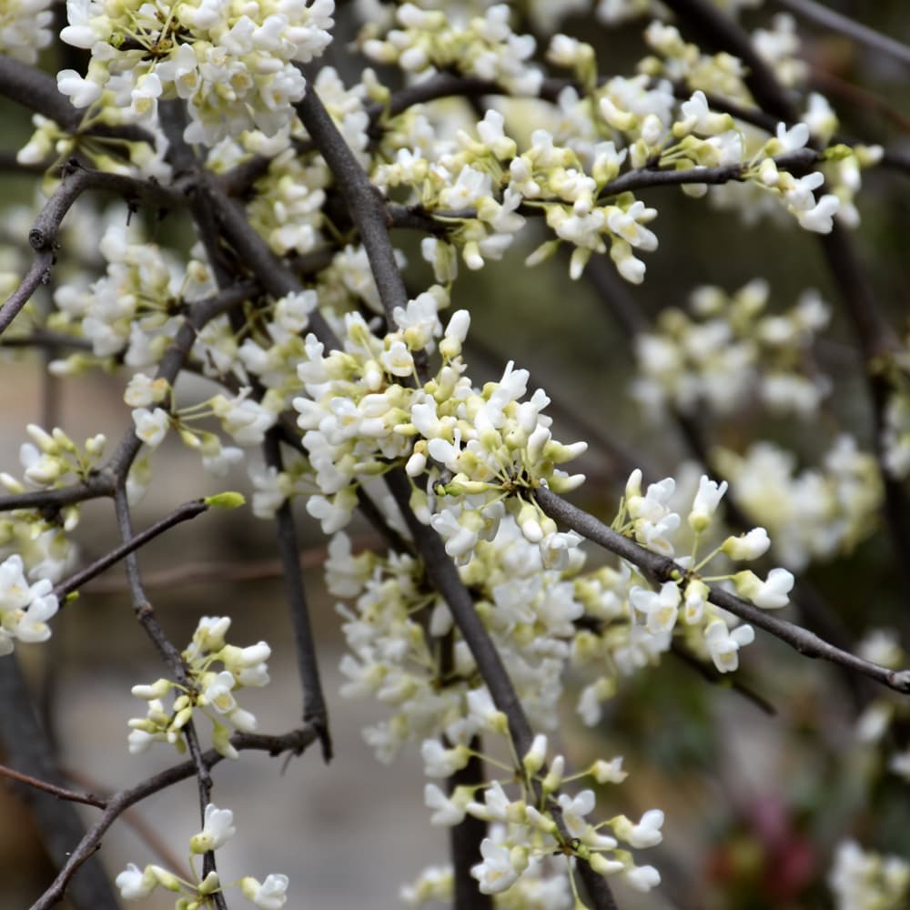 NetPS Plant Finder (www.netpsplantfinder.com)