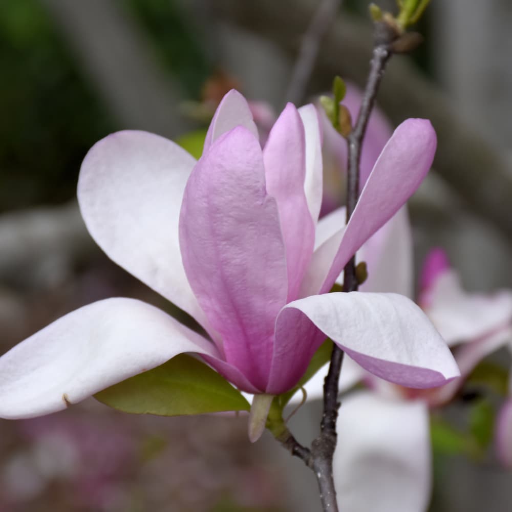 NetPS Plant Finder (www.netpsplantfinder.com)