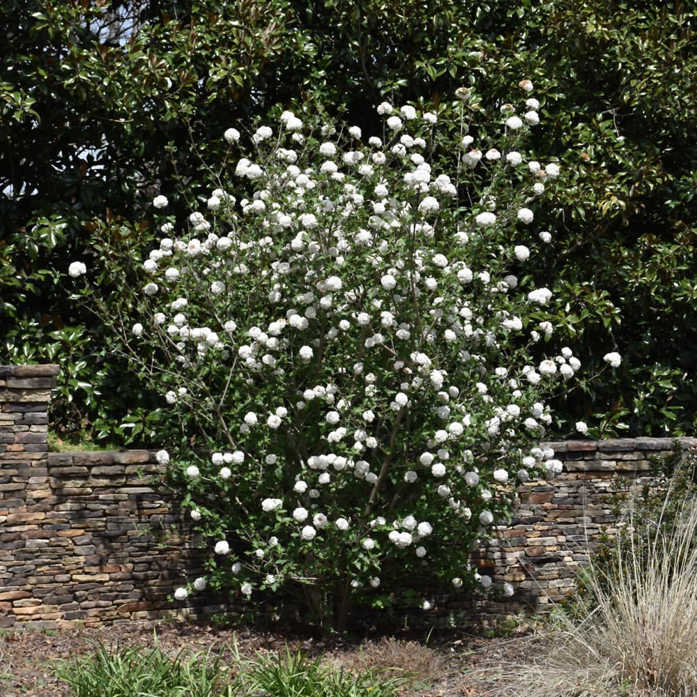 NetPS Plant Finder (www.netpsplantfinder.com)