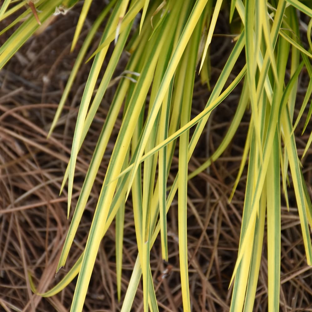 Carex Evercolor Everoro