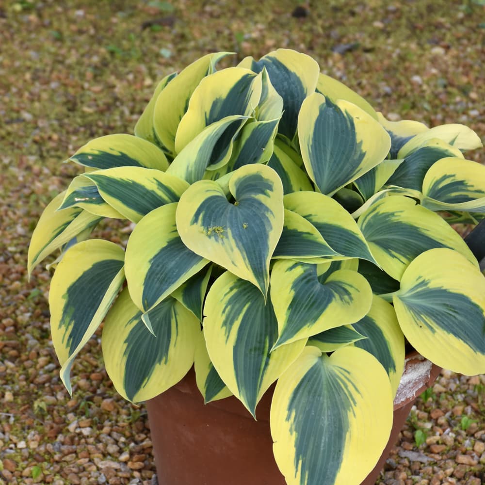 NetPS Plant Finder (www.netpsplantfinder.com)