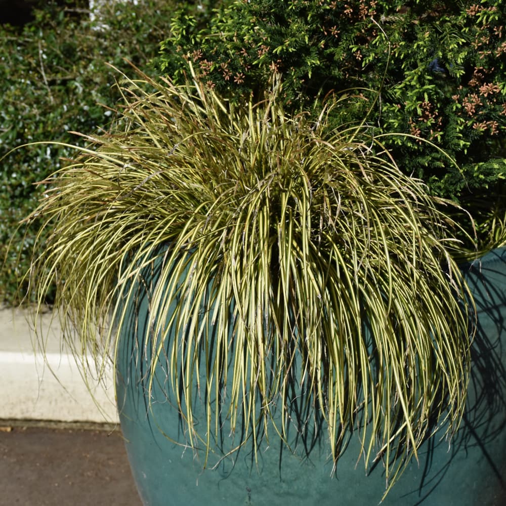 Carex Evercolor Eversheen