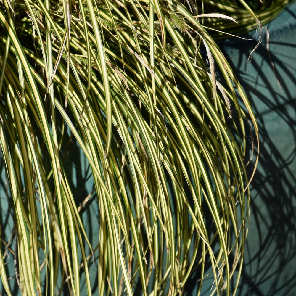 NetPS Plant Finder (www.netpsplantfinder.com)