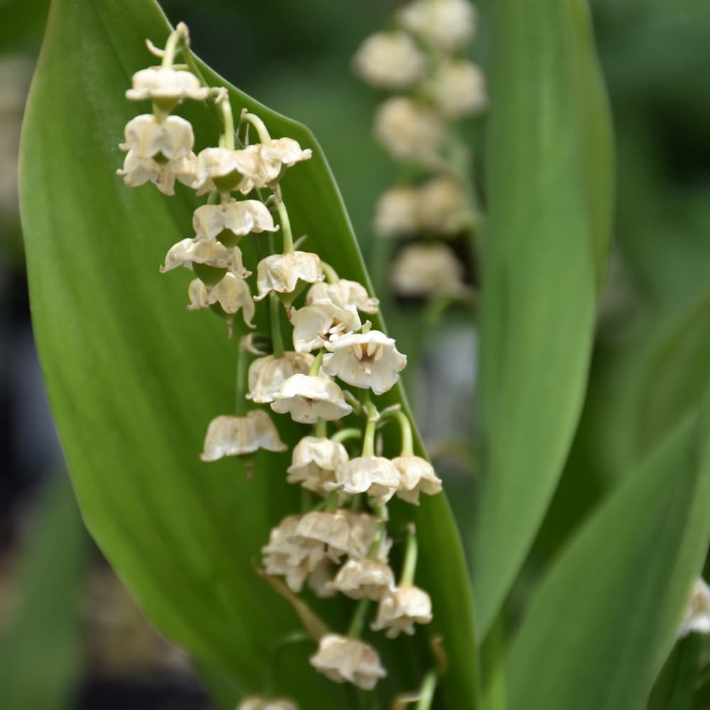 NetPS Plant Finder (www.netpsplantfinder.com)