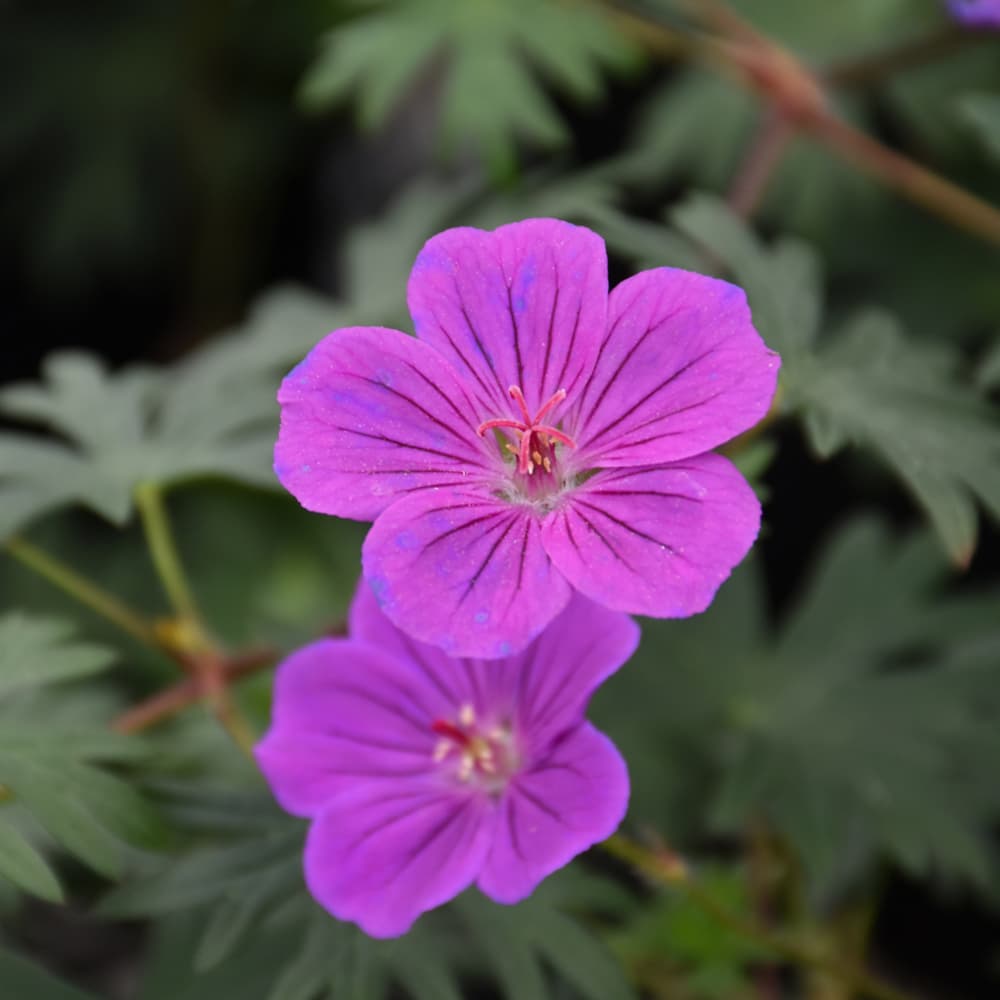 NetPS Plant Finder (www.netpsplantfinder.com)