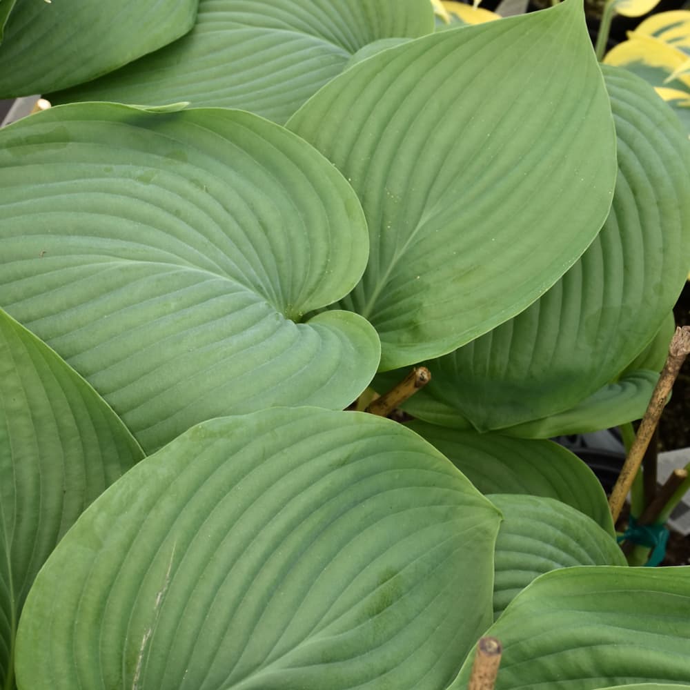 NetPS Plant Finder (www.netpsplantfinder.com)