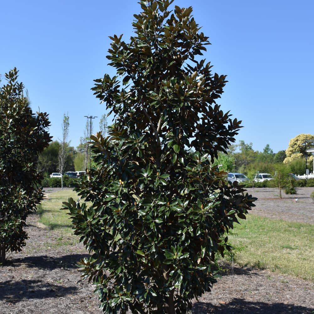 NetPS Plant Finder (www.netpsplantfinder.com)