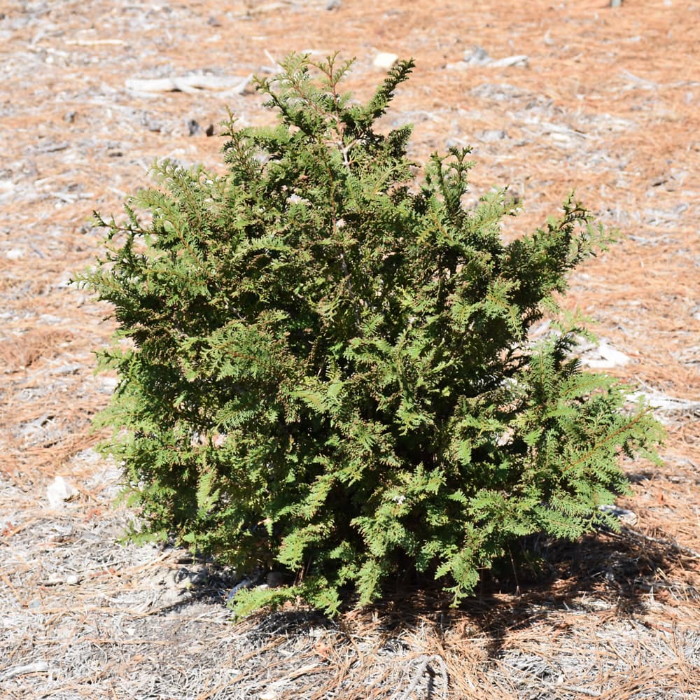 NetPS Plant Finder (www.netpsplantfinder.com)