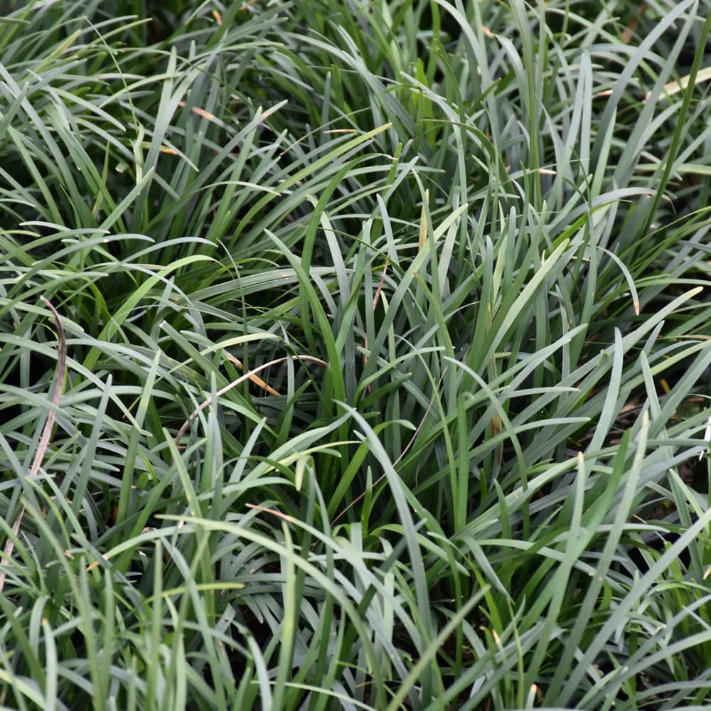 NetPS Plant Finder (www.netpsplantfinder.com)