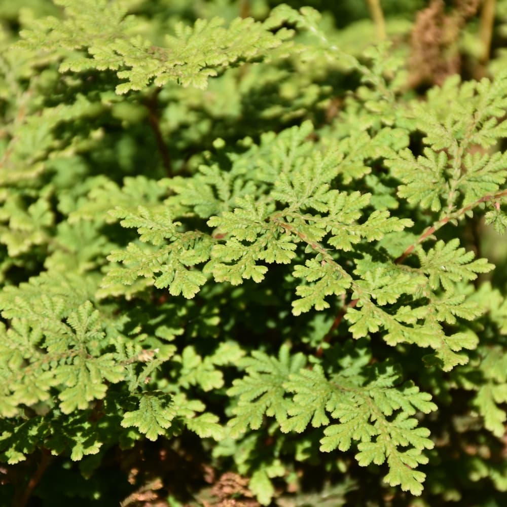 NetPS Plant Finder (www.netpsplantfinder.com)