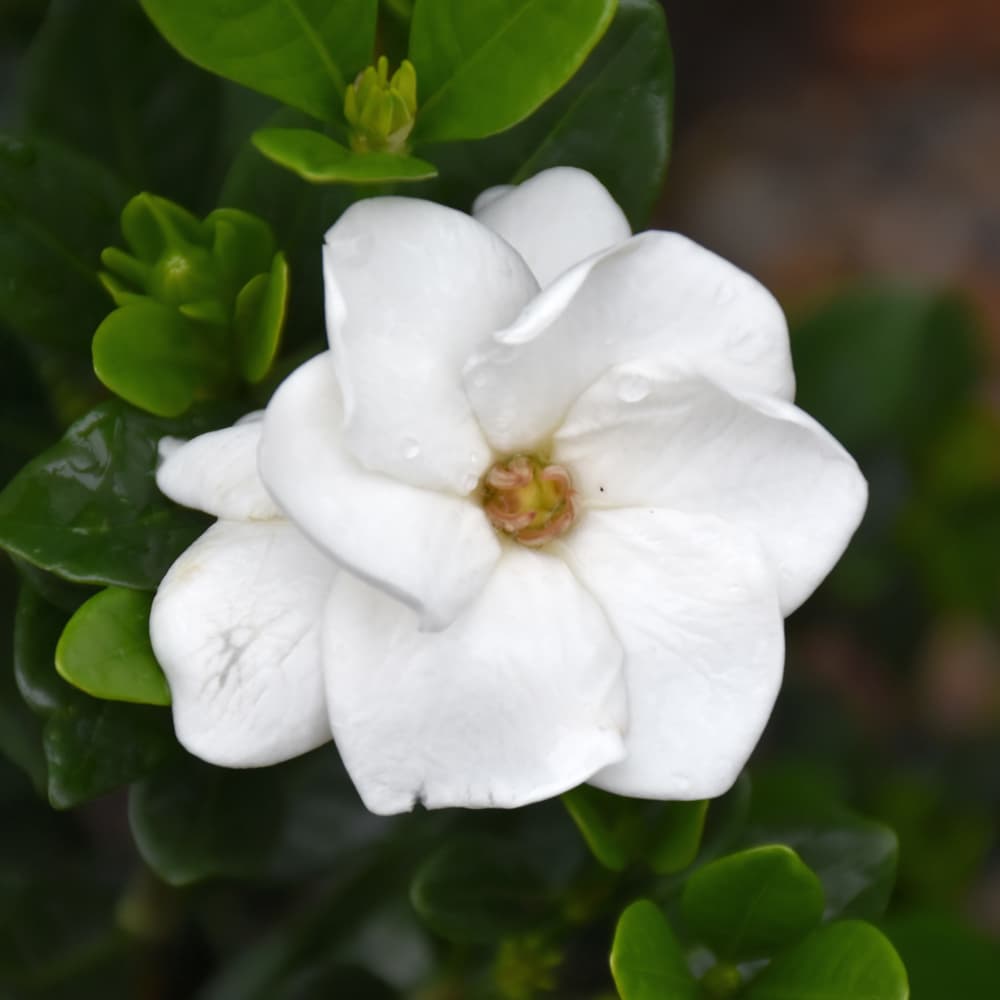 NetPS Plant Finder (www.netpsplantfinder.com)