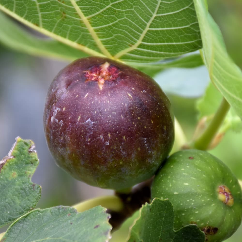 Fig Brown Turkey