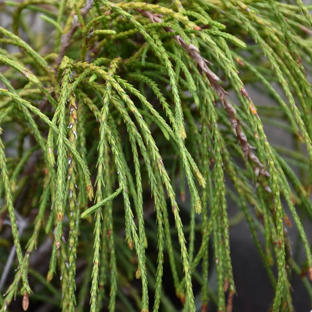 NetPS Plant Finder (www.netpsplantfinder.com)
