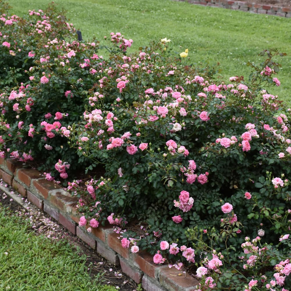 NetPS Plant Finder (www.netpsplantfinder.com)
