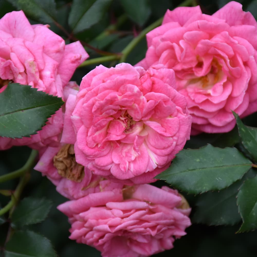 NetPS Plant Finder (www.netpsplantfinder.com)