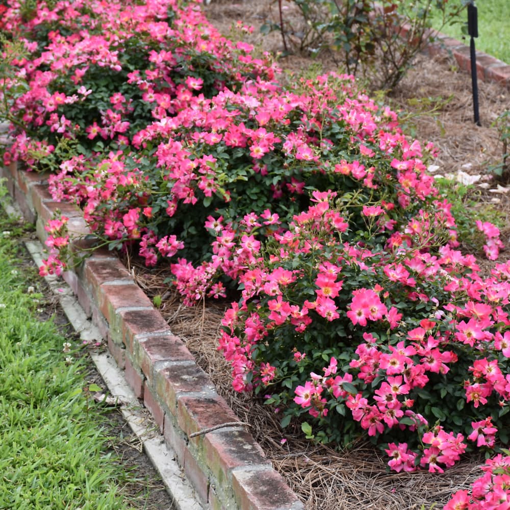 NetPS Plant Finder (www.netpsplantfinder.com)