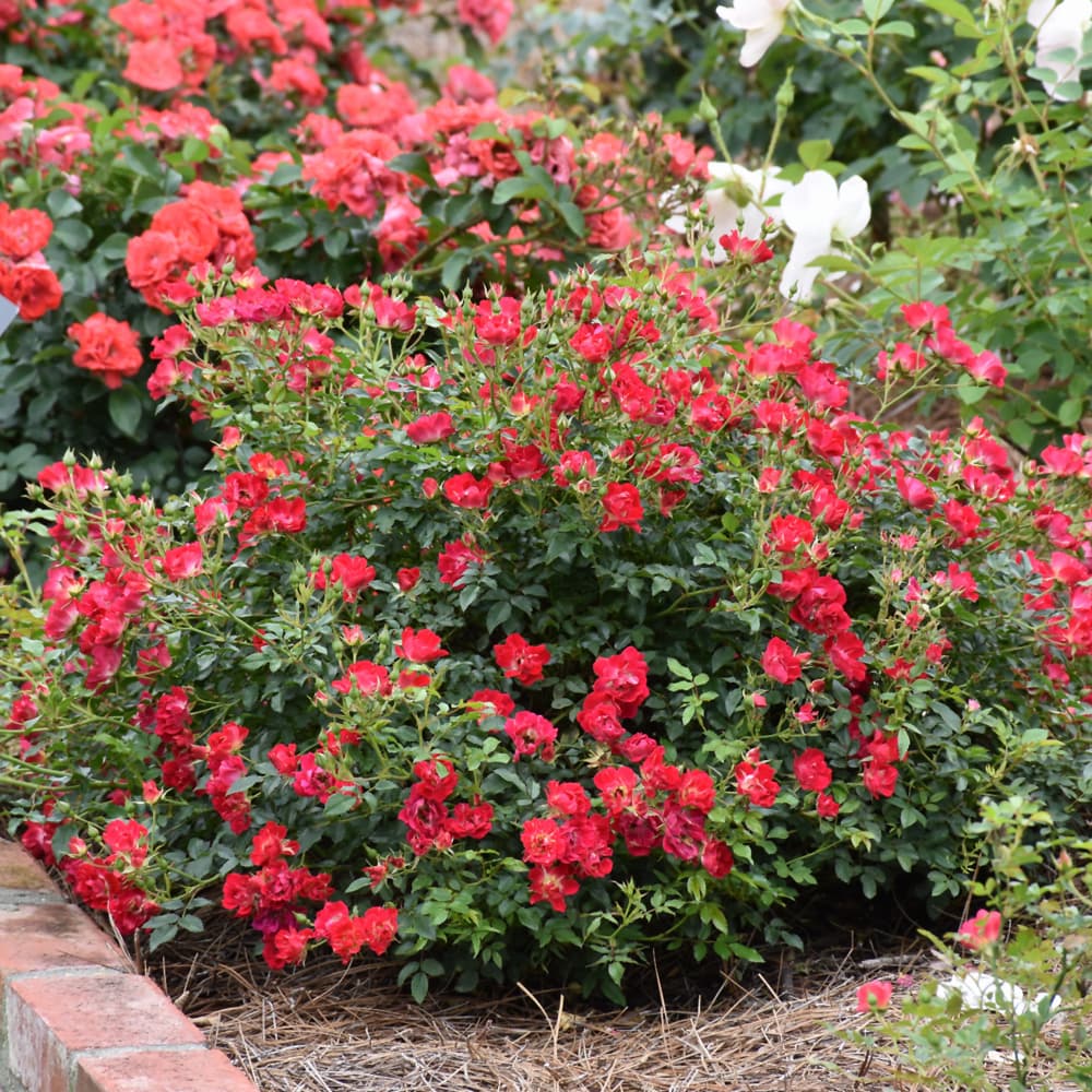 NetPS Plant Finder (www.netpsplantfinder.com)