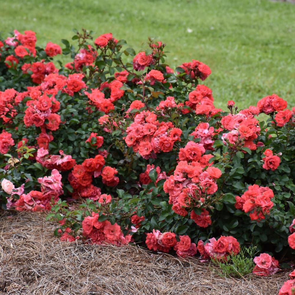 NetPS Plant Finder (www.netpsplantfinder.com)