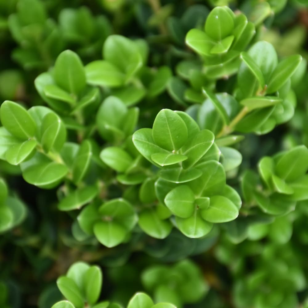 NetPS Plant Finder (www.netpsplantfinder.com)