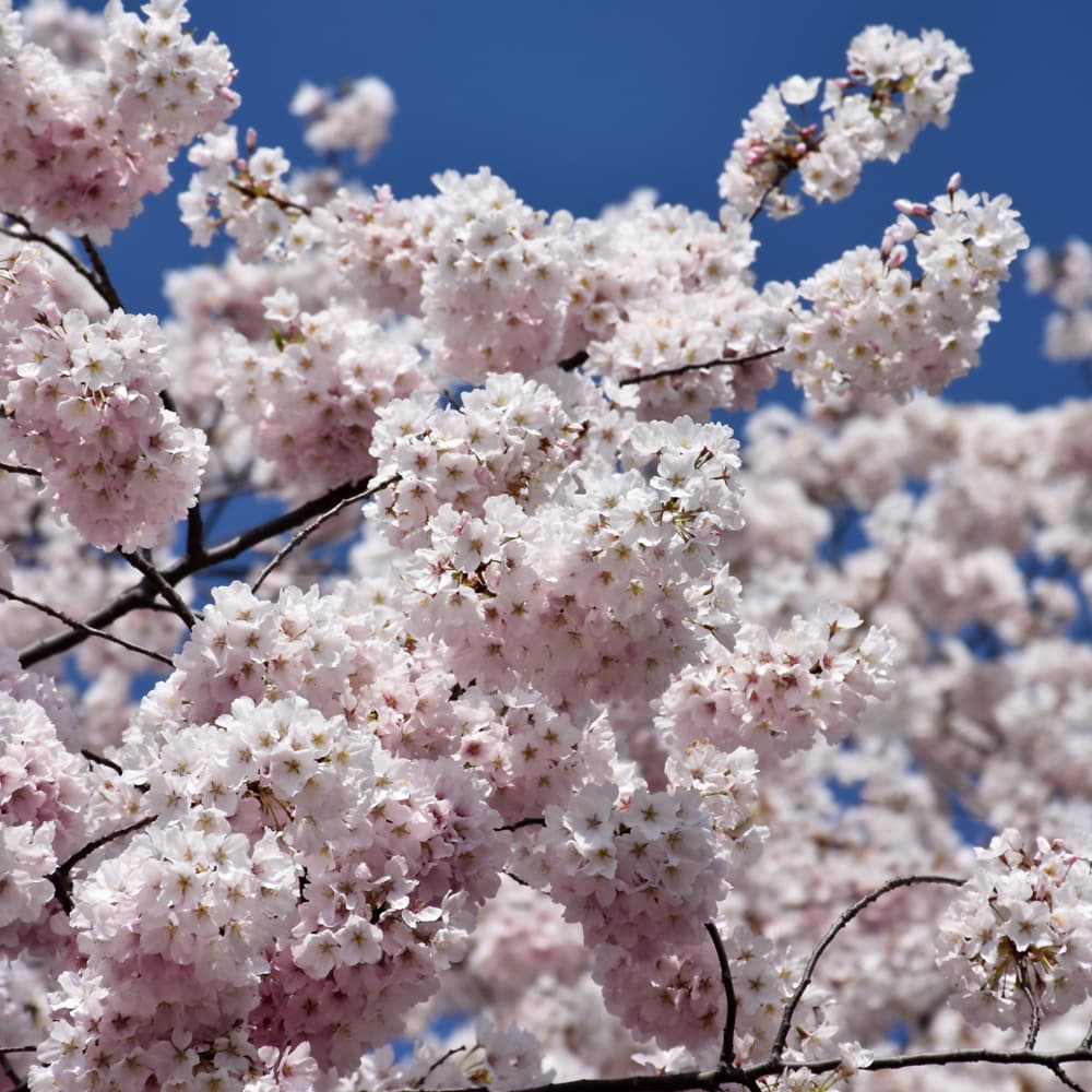 NetPS Plant Finder (www.netpsplantfinder.com)