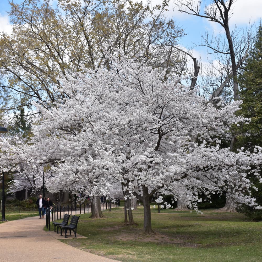 Cherry Snow Cascade