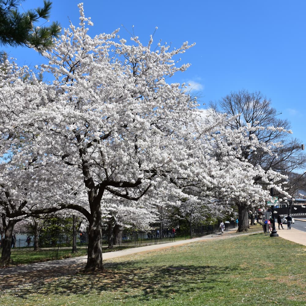 NetPS Plant Finder (www.netpsplantfinder.com)