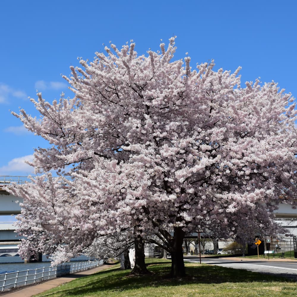 Cherry Yoshino Akebono