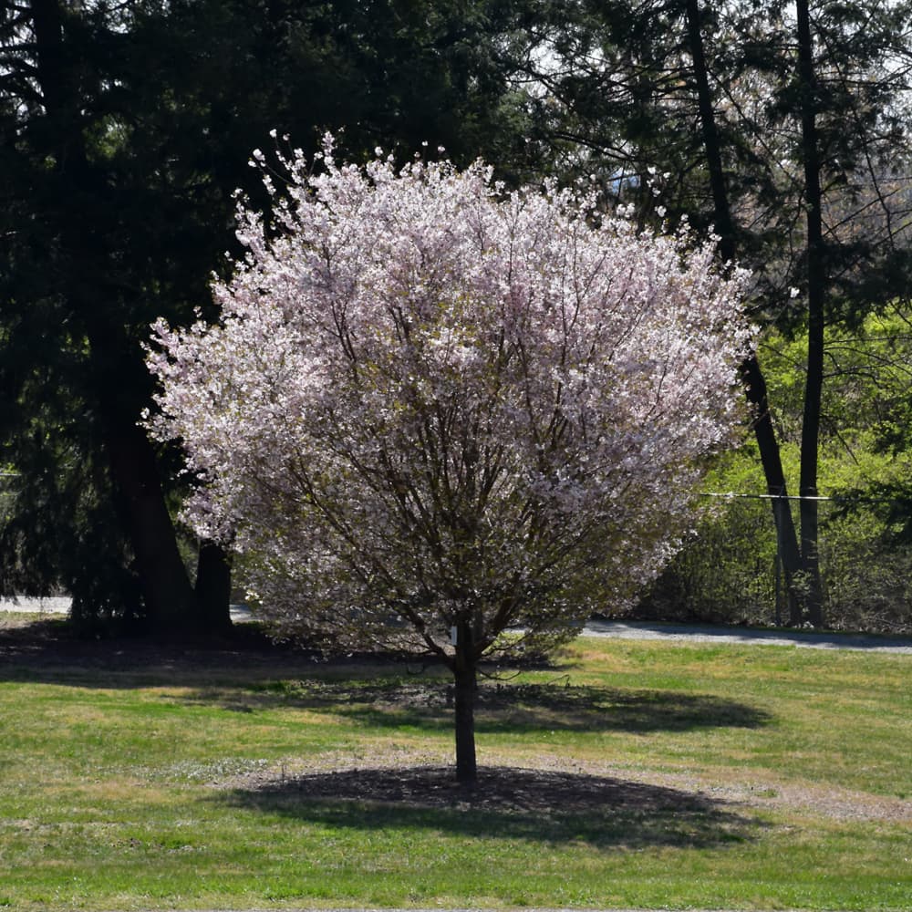 Cherry Autumnalis