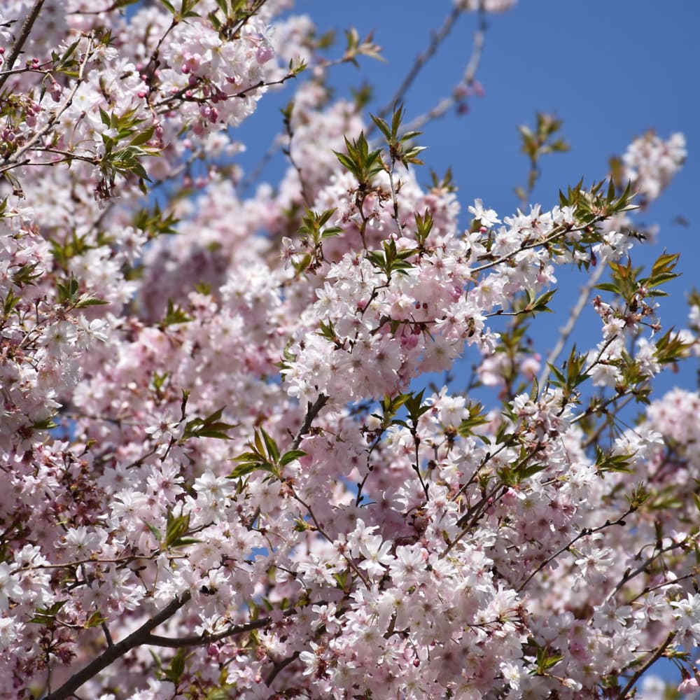 NetPS Plant Finder (www.netpsplantfinder.com)