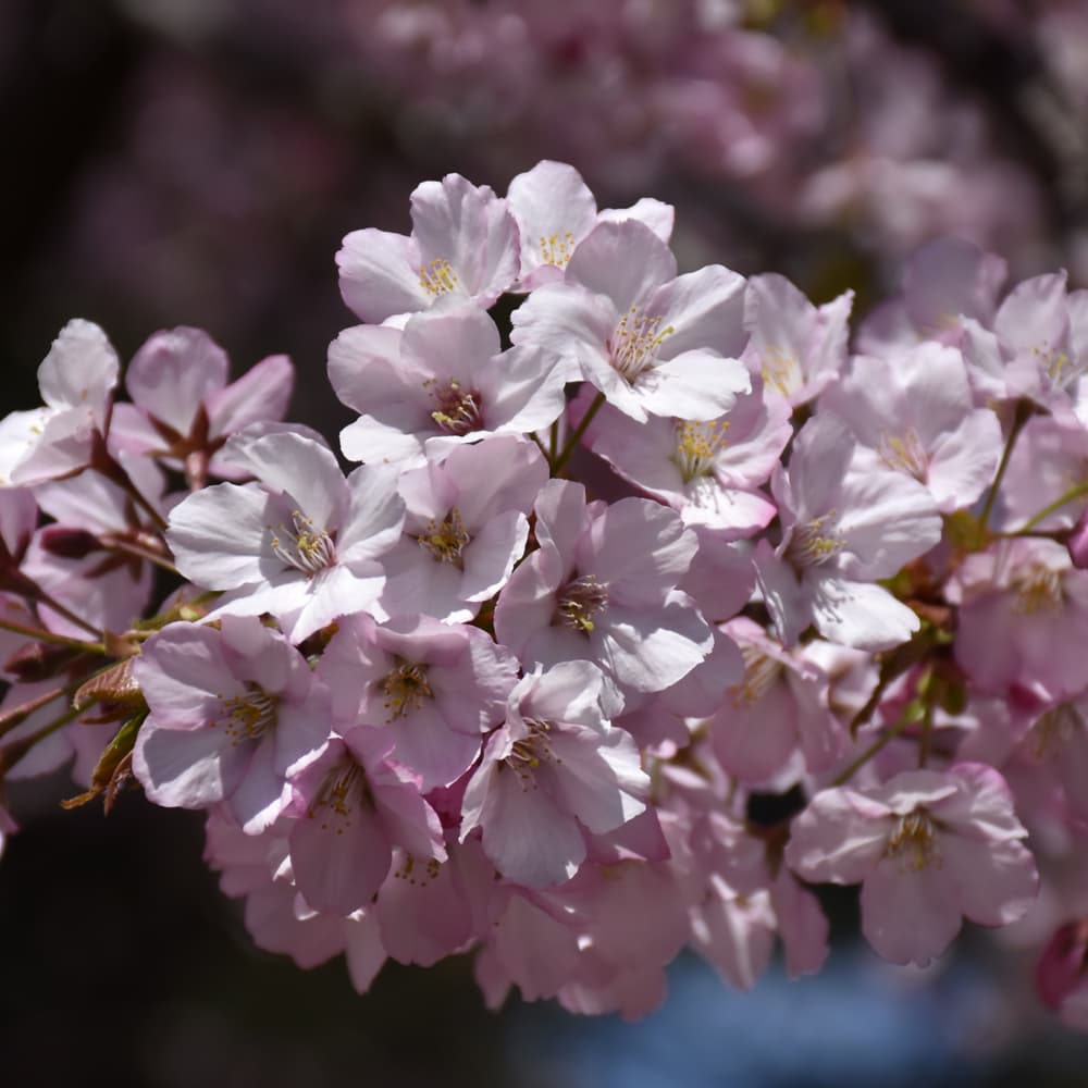 NetPS Plant Finder (www.netpsplantfinder.com)