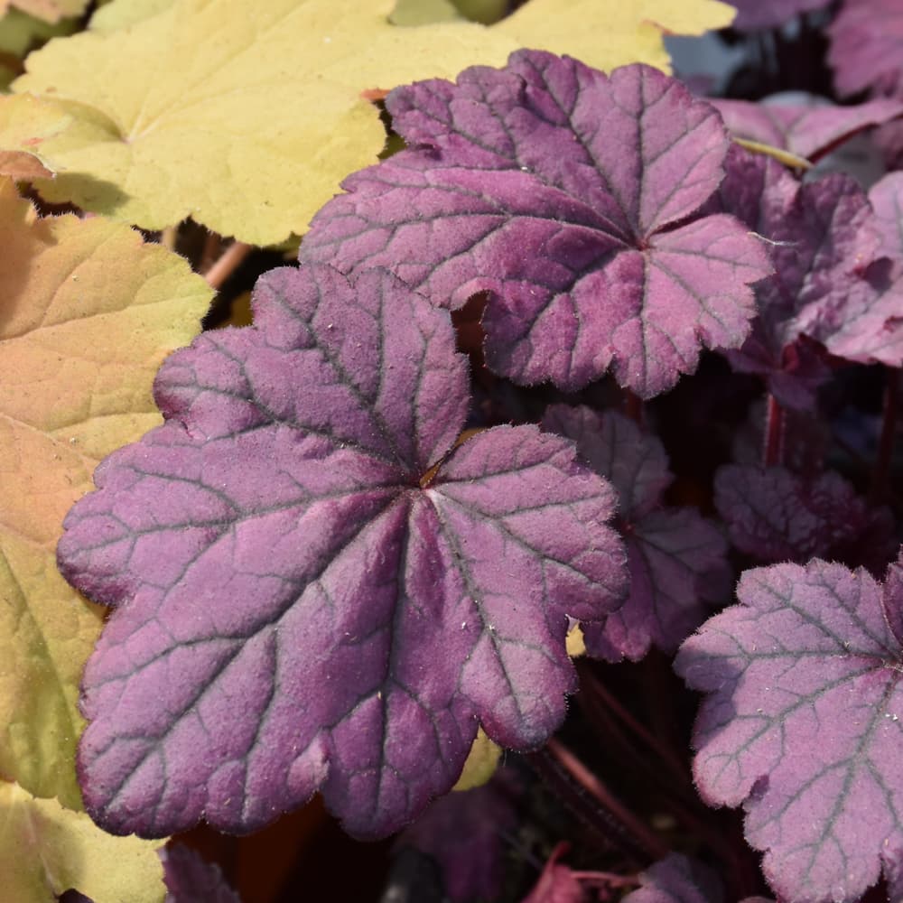 NetPS Plant Finder (www.netpsplantfinder.com)