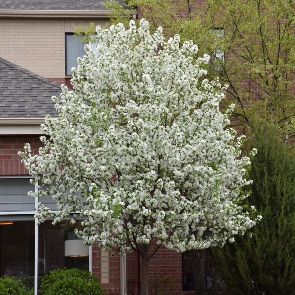 Crabapple Spring Snow