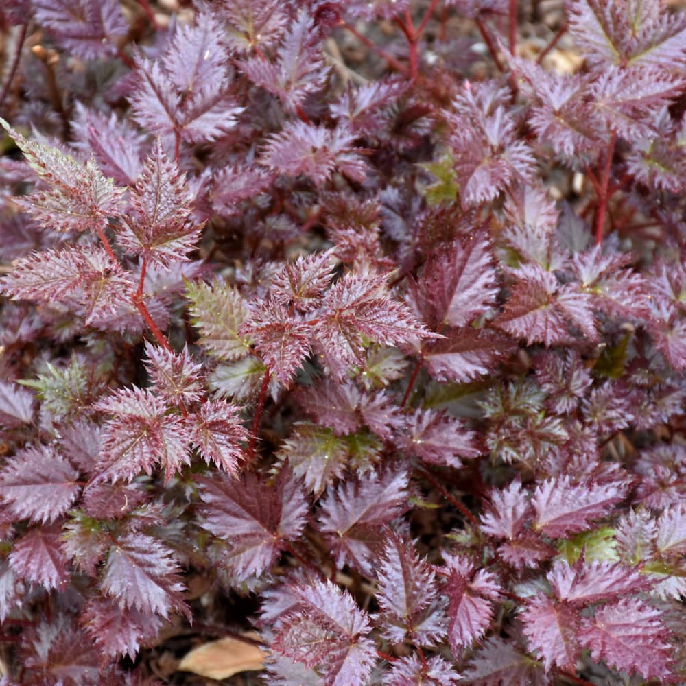 NetPS Plant Finder (www.netpsplantfinder.com)