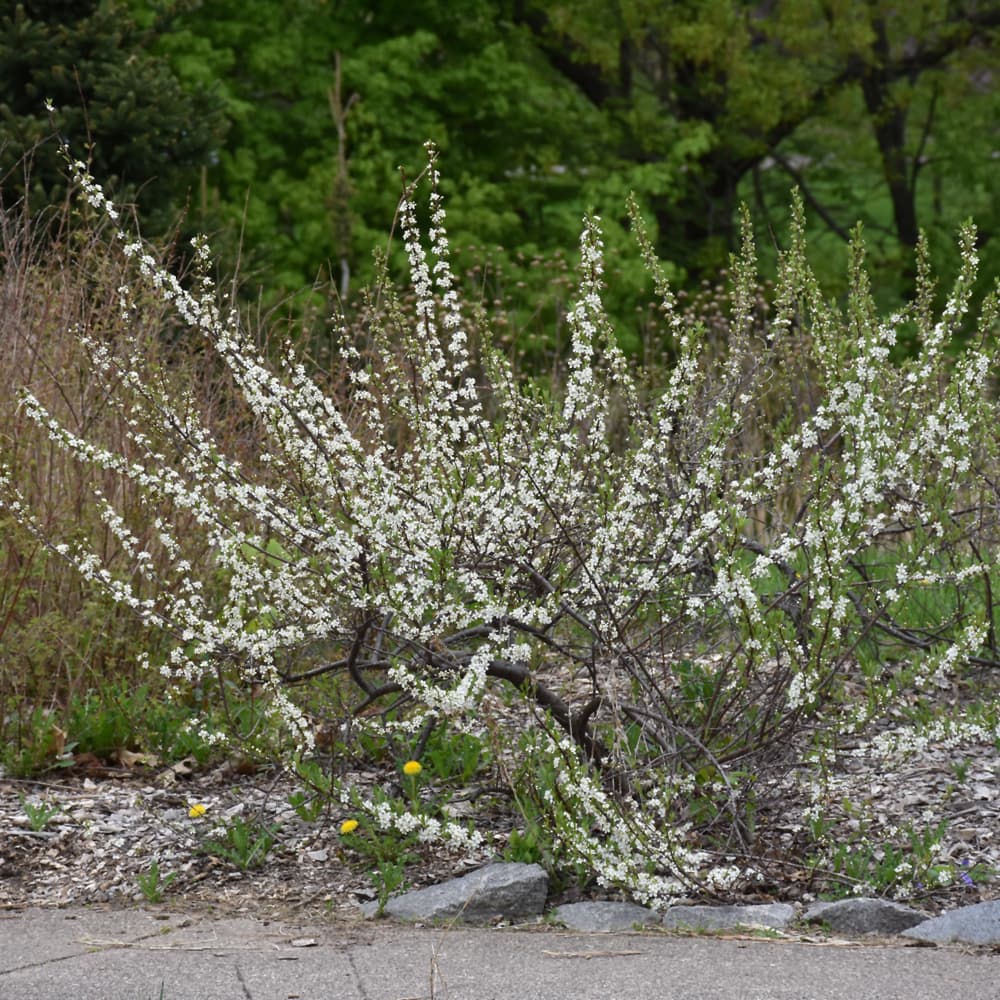 NetPS Plant Finder (www.netpsplantfinder.com)