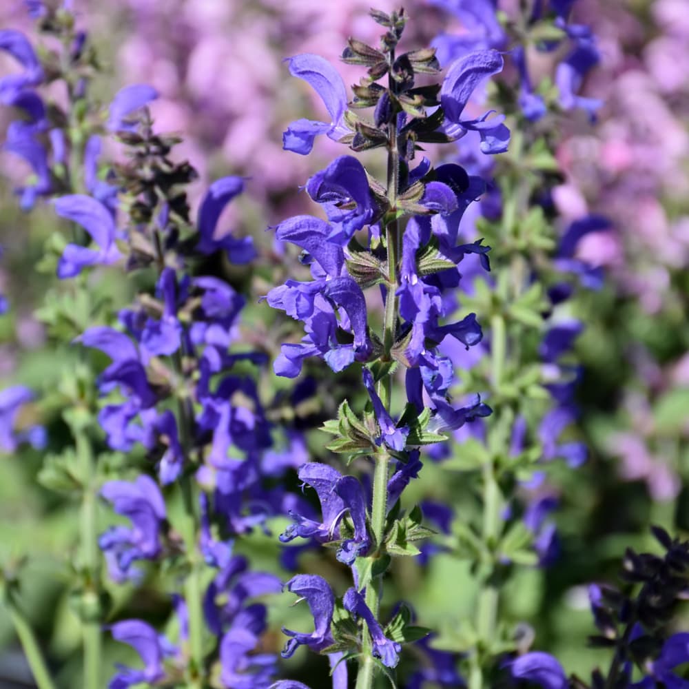 NetPS Plant Finder (www.netpsplantfinder.com)