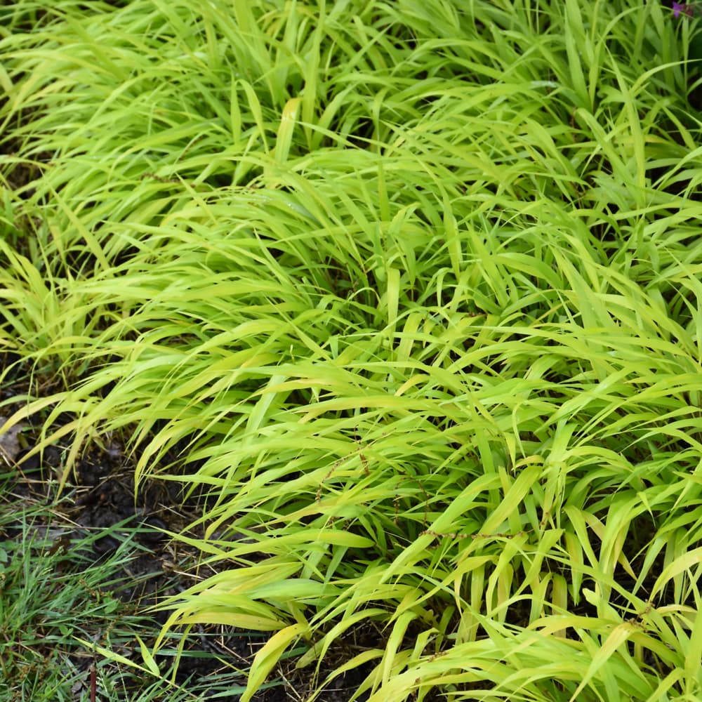 NetPS Plant Finder (www.netpsplantfinder.com)