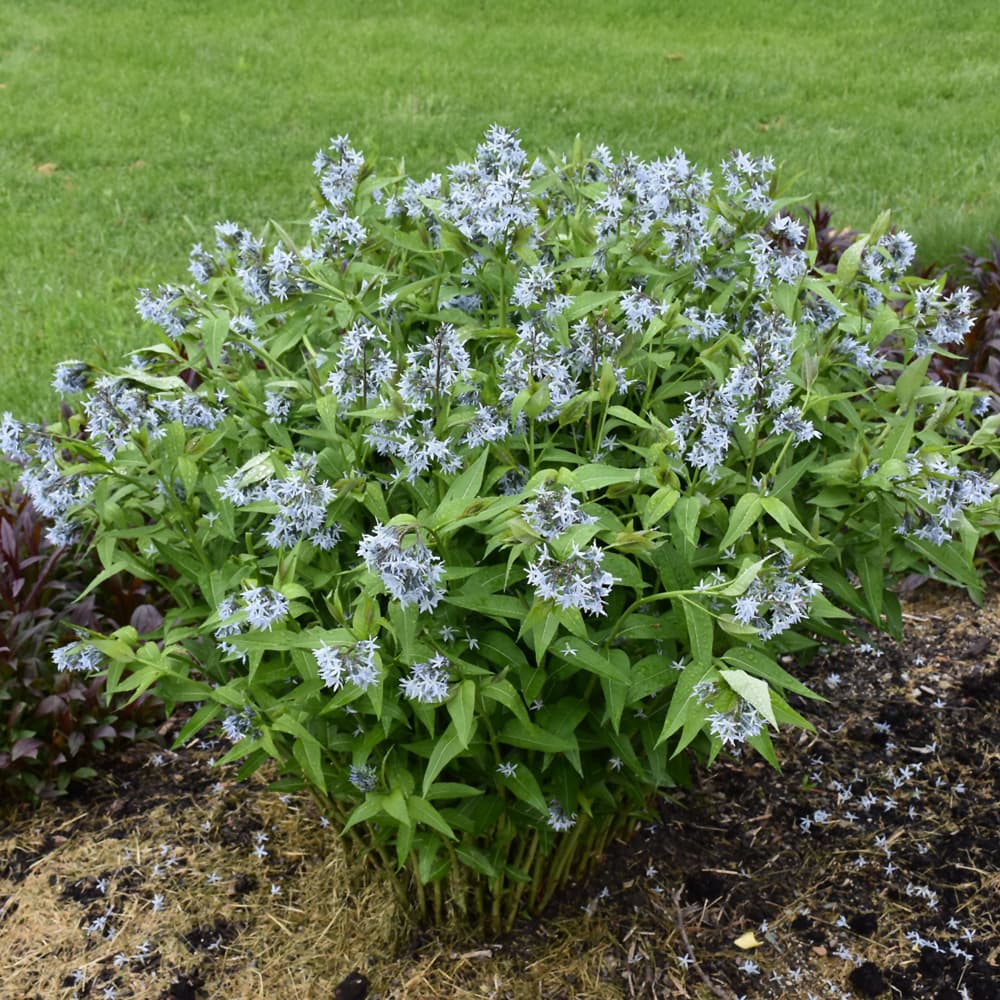 NetPS Plant Finder (www.netpsplantfinder.com)