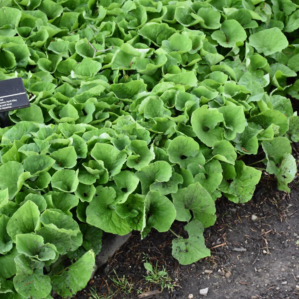 NetPS Plant Finder (www.netpsplantfinder.com)