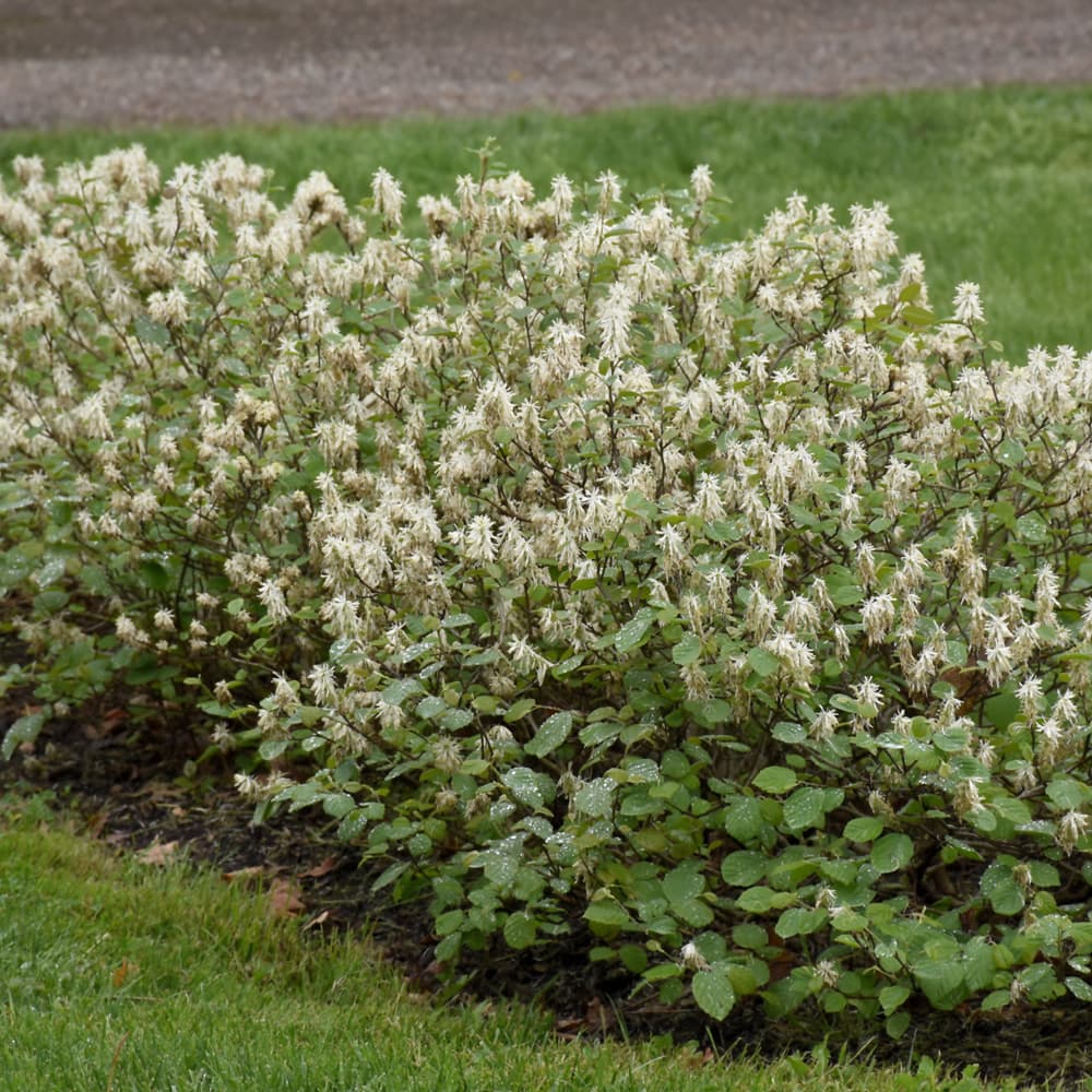 NetPS Plant Finder (www.netpsplantfinder.com)