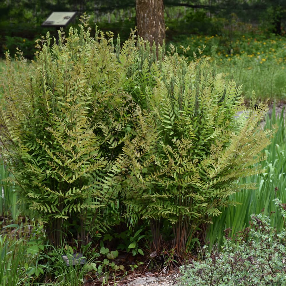 NetPS Plant Finder (www.netpsplantfinder.com)