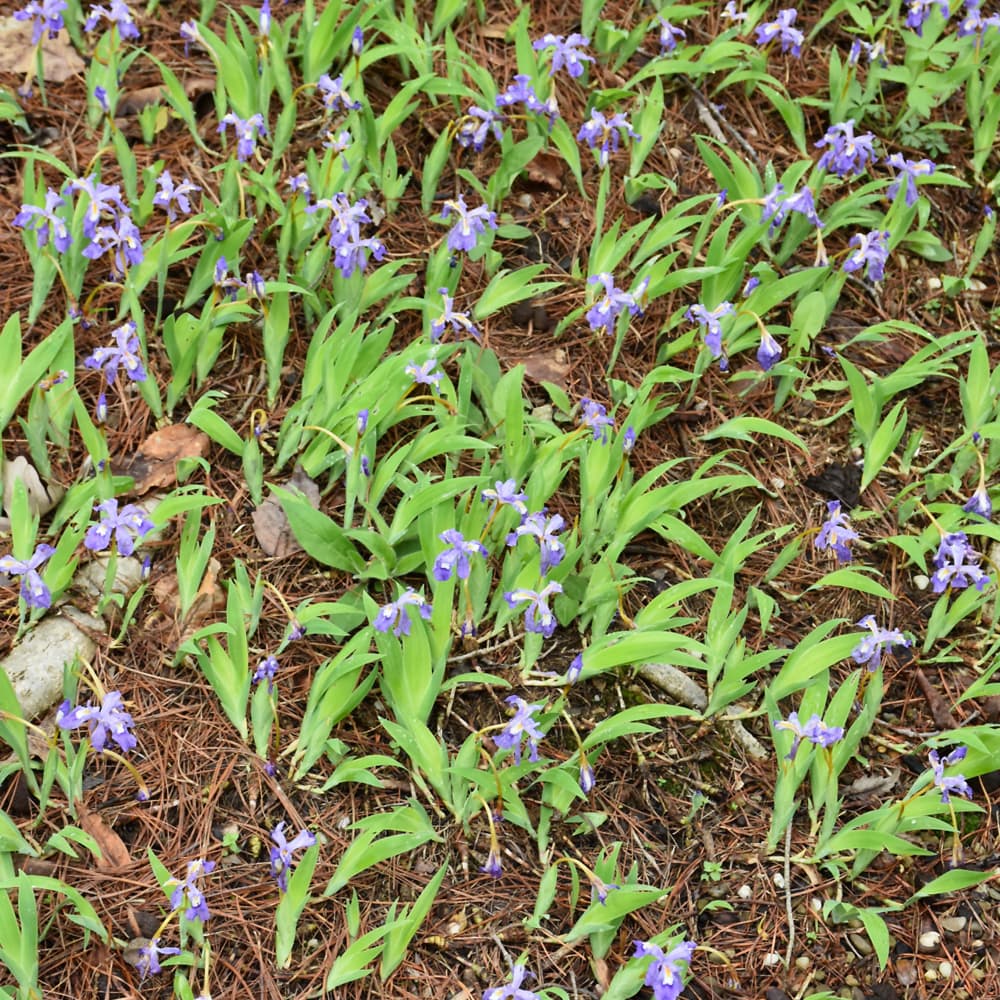 NetPS Plant Finder (www.netpsplantfinder.com)