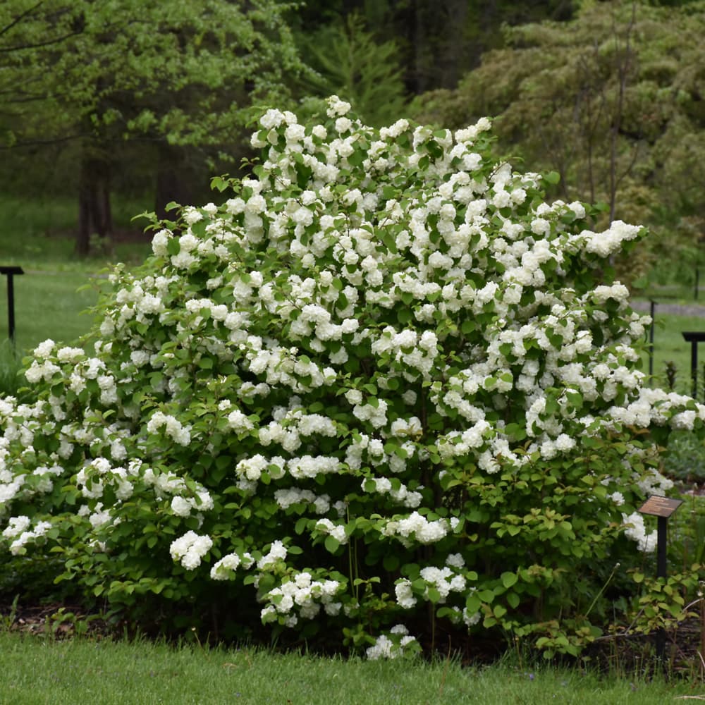 NetPS Plant Finder (www.netpsplantfinder.com)