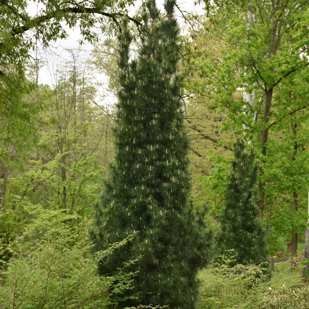 NetPS Plant Finder (www.netpsplantfinder.com)