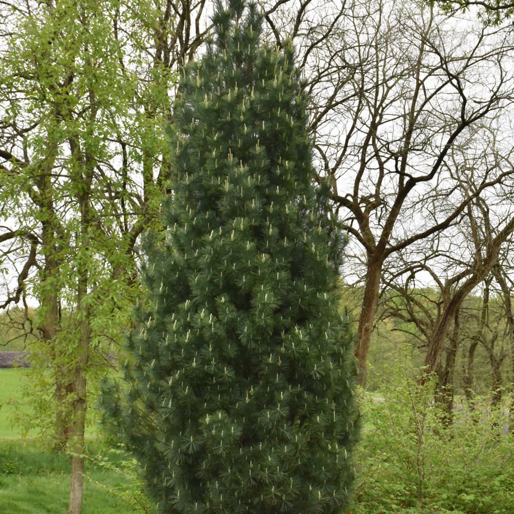 Pine Stowe Pillar